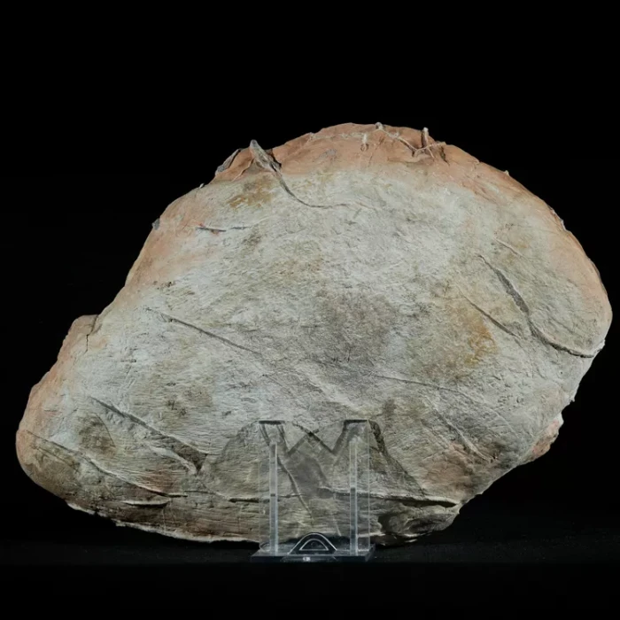 Septarie-smoczy-kamien-septarian (2) (Copy).webp