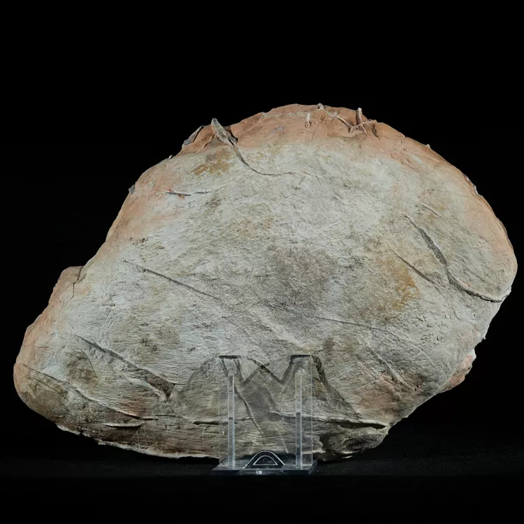 Septarie-smoczy-kamien-septarian (2) (Copy).webp