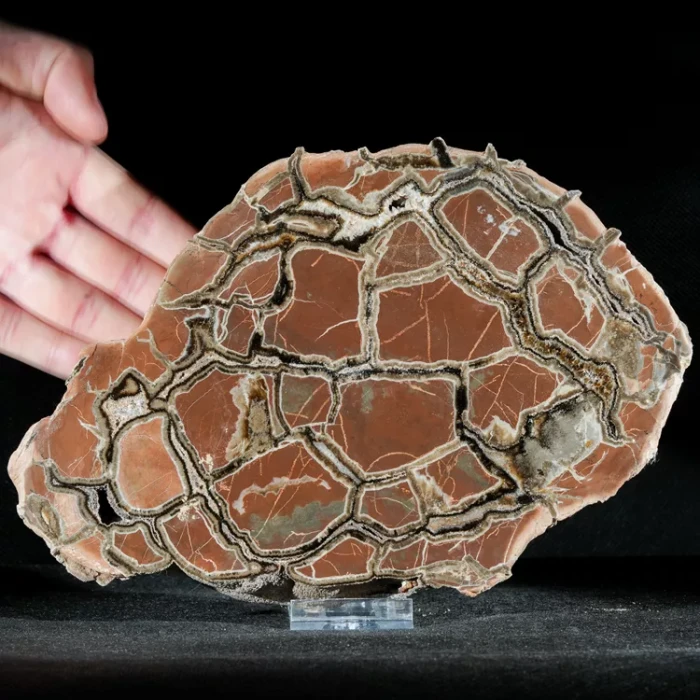 Septarie-smoczy-kamien-septarian (7) (Copy).webp