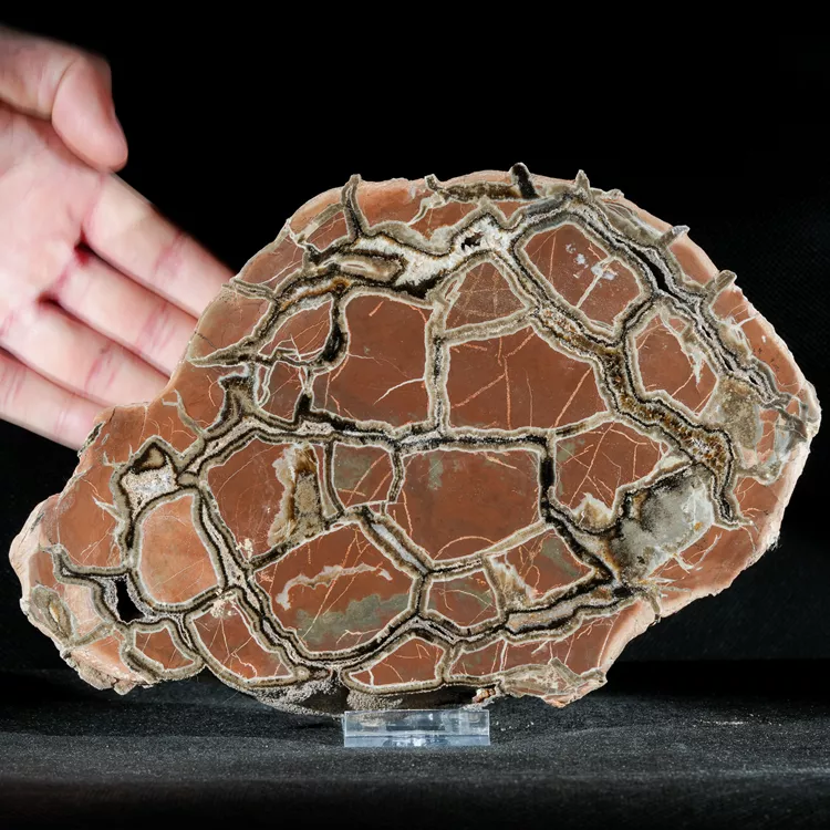 Septarie-smoczy-kamien-septarian (7) (Copy).webp