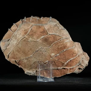 Septarie-smoczy-kamien-septarian (10) (Copy).webp