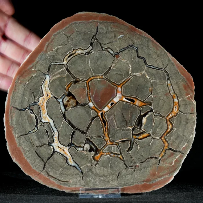 Septarie-smoczy-kamien-septarian (3) (Copy).webp