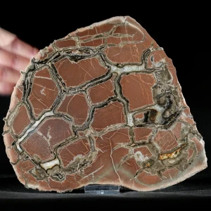 Septarie-smoczy-kamien-septarian (11) (Copy).webp