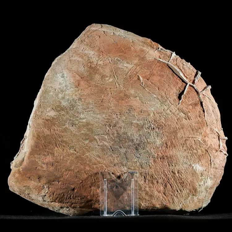 Septarie-smoczy-kamien-septarian (14) (Copy).webp