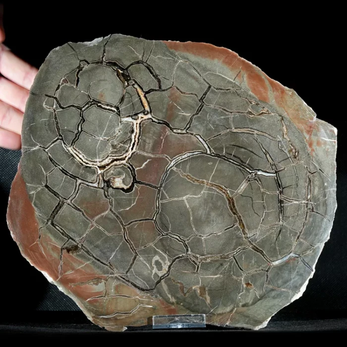 Septarie-smoczy-kamien-septarian (15) (Copy).webp