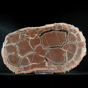 Septarie-smoczy-kamien-septarian (19) (Copy).webp