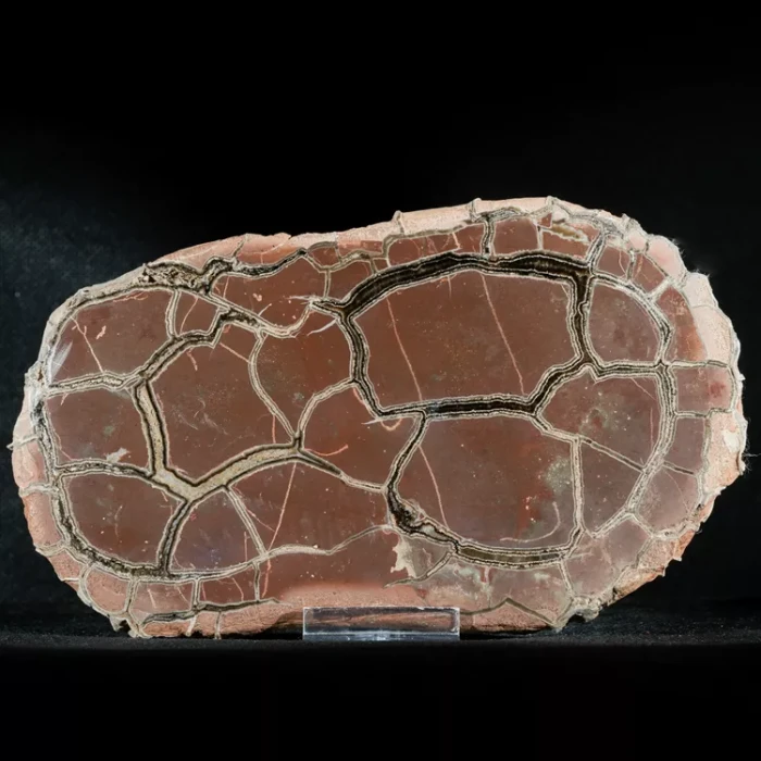Septarie-smoczy-kamien-septarian (19) (Copy).webp