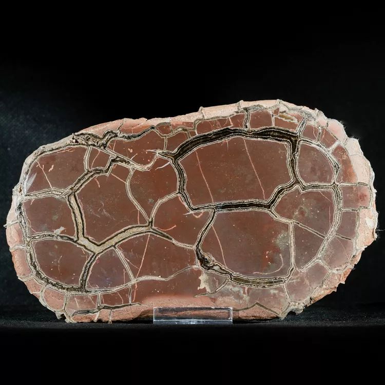 Septarie-smoczy-kamien-septarian (19) (Copy).webp