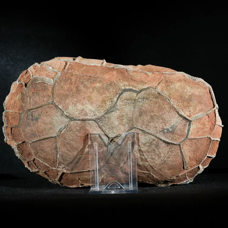 Septarie-smoczy-kamien-septarian (21) (Copy).webp