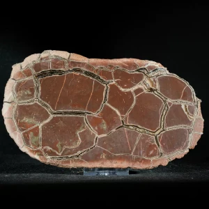 Septarie-smoczy-kamien-septarian (35) (Copy).webp