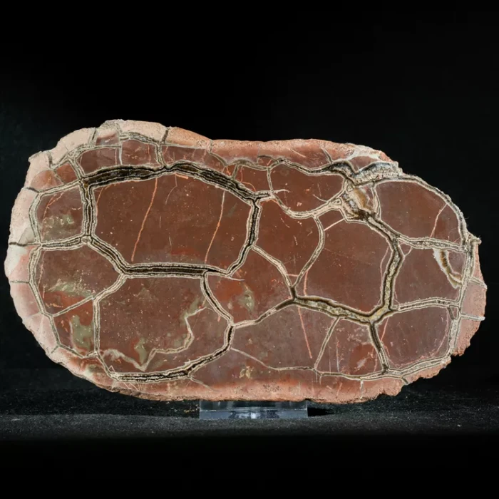 Septarie-smoczy-kamien-septarian (35) (Copy).webp