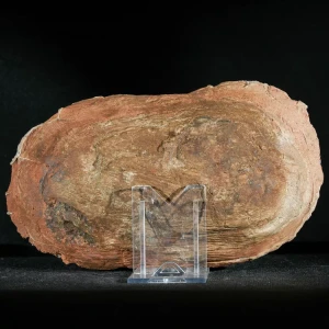 Septarie-smoczy-kamien-septarian (38) (Copy).webp