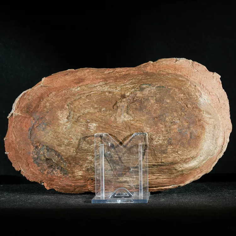 Septarie-smoczy-kamien-septarian (38) (Copy).webp