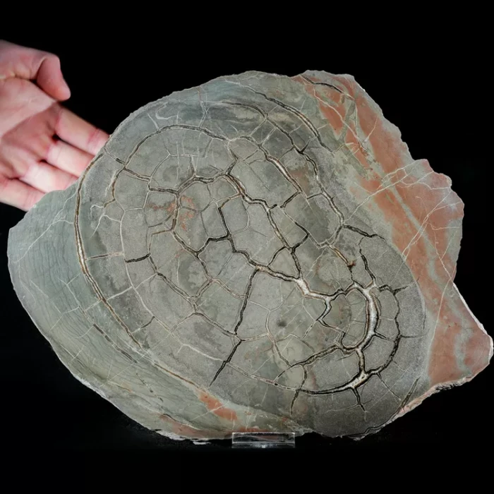 Septarie-smoczy-kamien-septarian (60) (Copy).webp
