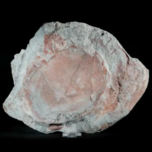 Septarie-smoczy-kamien-septarian (63) (Copy).webp