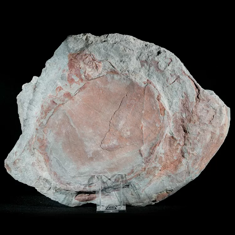 Septarie-smoczy-kamien-septarian (63) (Copy).webp