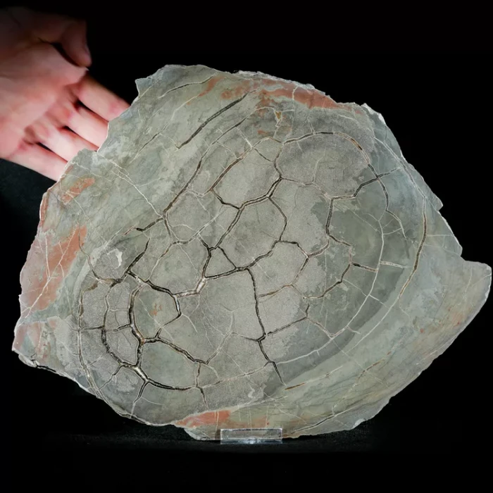 Septarie-smoczy-kamien-septarian (64) (Copy).webp