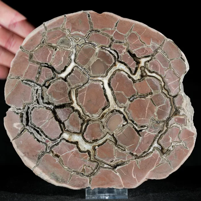 Septarie-smoczy-kamien-septarian (47) (Copy).webp