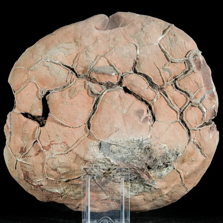 Septarie-smoczy-kamien-septarian (50) (Copy).webp
