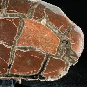 Septarie-smoczy-kamien-septarian (45) (Copy).webp