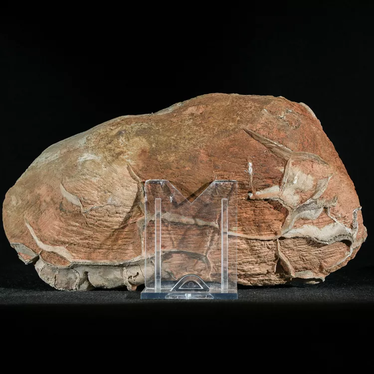 Septarie-smoczy-kamien-septarian (46) (Copy).webp