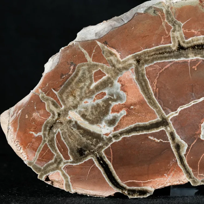 Septarie-smoczy-kamien-septarian (40) (Copy).webp