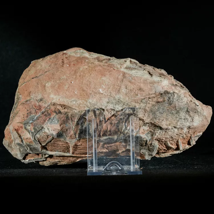 Septarie-smoczy-kamien-septarian (42) (Copy).webp