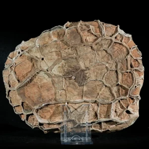 Septarie-smoczy-kamien-septarian (29) (Copy).webp