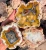 rough-agates-puma-agate-argentina-lapidary-raw (Copy).webp
