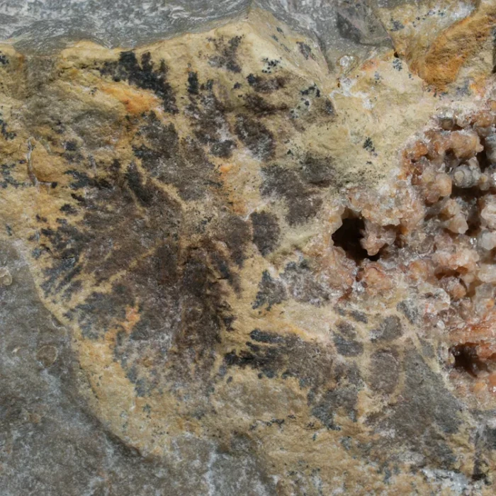 dendryt-paprocie-polska-mineraly (8).webp