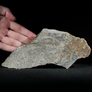 dendryt-paprocie-polska-mineraly (11).webp