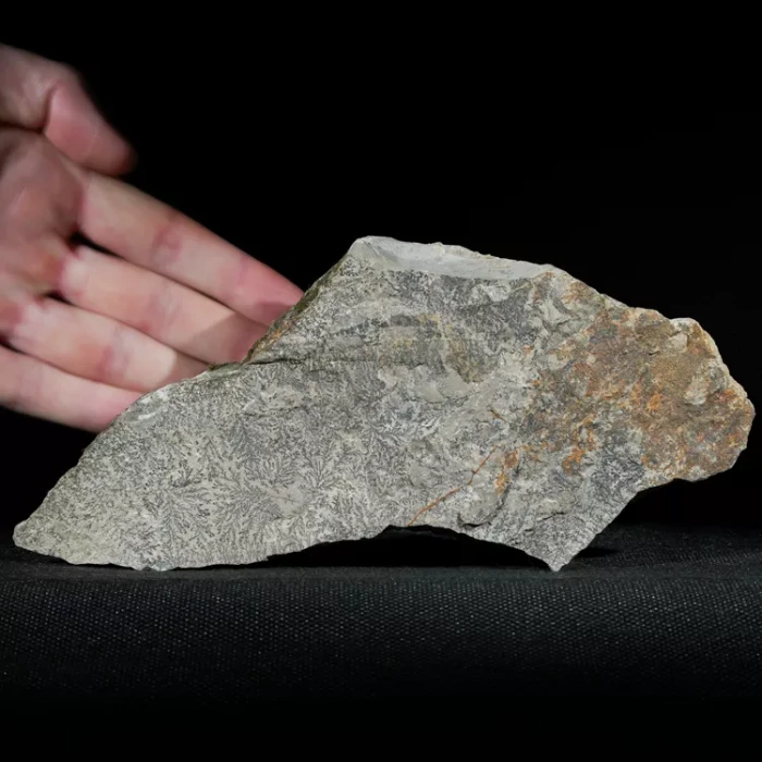 dendryt-paprocie-polska-mineraly (11).webp