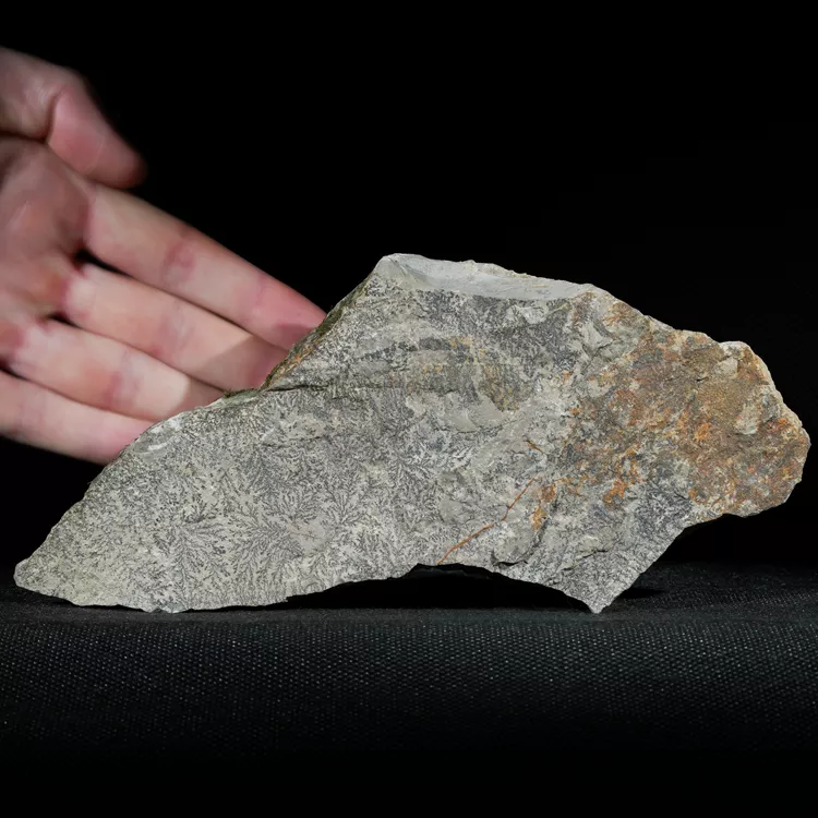 dendryt-paprocie-polska-mineraly (11).webp