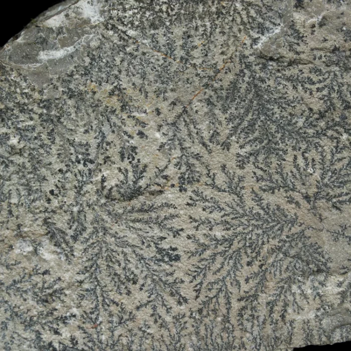 dendryt-paprocie-polska-mineraly (12).webp