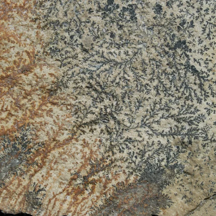 dendryt-paprocie-polska-mineraly (16).webp
