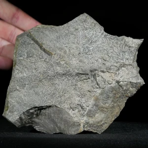 dendryt-paprocie-polska-mineraly (19).webp