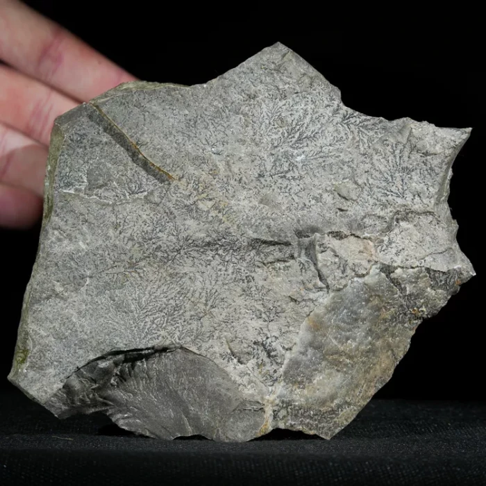 dendryt-paprocie-polska-mineraly (19).webp