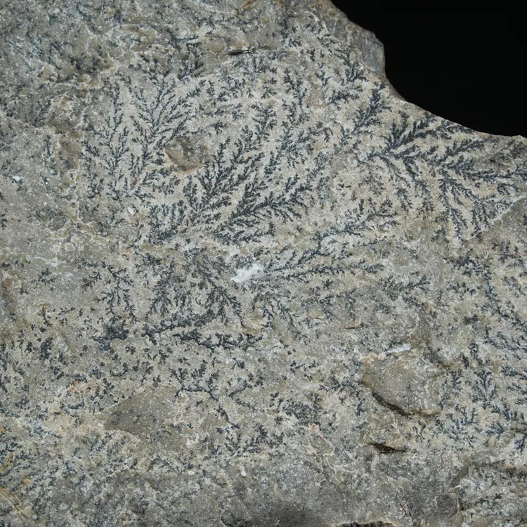 dendryt-paprocie-polska-mineraly (20).webp