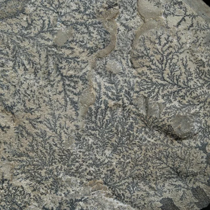 dendryt-paprocie-polska-mineraly (34).webp