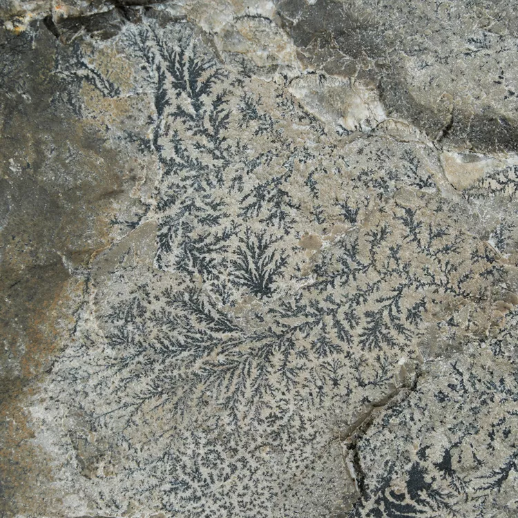 dendryt-paprocie-polska-mineraly (42).webp