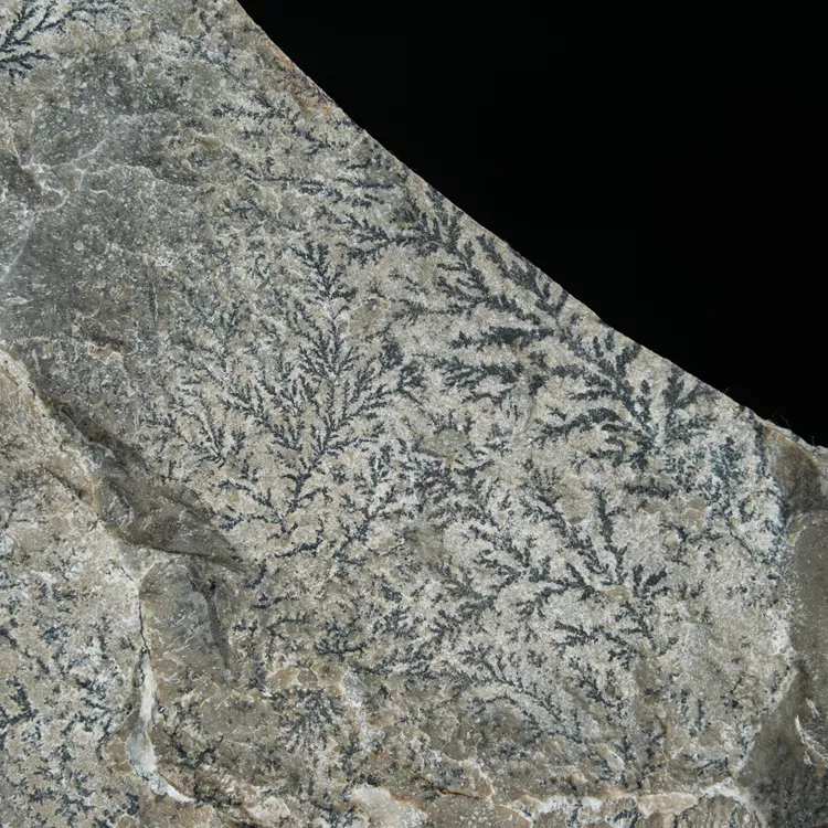 dendryt-paprocie-polska-mineraly (44).webp