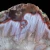 agaty-z-ploczek-gornych-lwowek-slaski (37) (Copy).webp