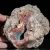 agaty-argentyna-patagonia-puma-agate (11) (Copy).webp