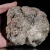 agaty-argentyna-patagonia-puma-agate (17) (Copy).webp