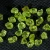 oliwin-surowy-naturalny-przejrzysty (2) (Copy).webp