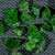 szmaragd-naturalny-maly-emerald (6).webp
