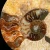 amonit-naturalny-skamielina-sklep (29).webp