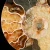 amonit-naturalny-skamielina-sklep (34).webp