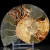 amonit-naturalny-skamielina-sklep (31).webp
