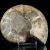 amonit-naturalny-skamielina-sklep (95).webp